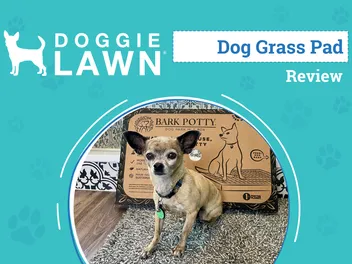 DoggieLawn Review 2026: An Expert's Breakdown
