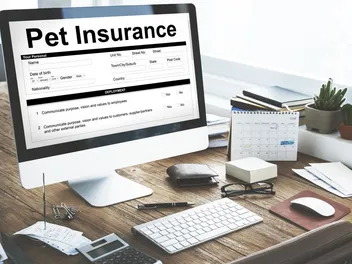 Does Pet Insurance Cover Cruciate Surgery? Standard Policies & FAQ