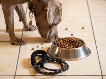 9 Best Affordable Dog Foods for Pit Bulls in 2026 - Reviews & Top Picks