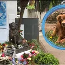 Till Death and Beyond: How One Dog's Loyalty Inspired a Law for Eternal Companionship
