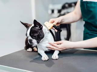10 Best Brushes for Short Hair Dogs in 2026 - Reviews & Top Picks