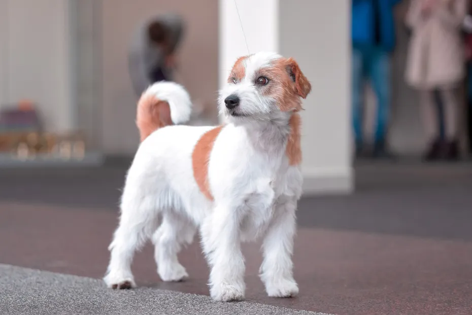 Jack-Russell-Terrier-in-the-exhibition