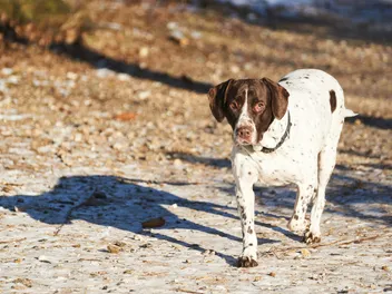 Old Danish Pointer Dog Breed: Info, Pictures & Care Guide