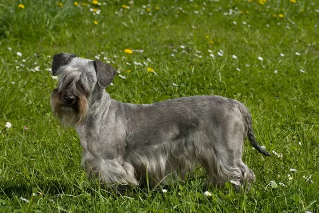 Cesky Terrier Dog Breed: Info, Pictures, Facts & Traits