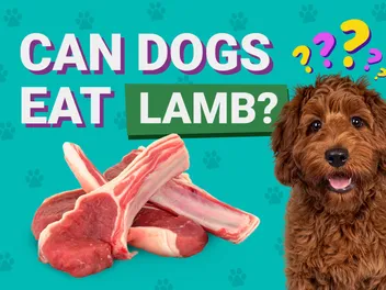 Can Dogs Eat Lamb? Vet-Approved Nutrition Info & Preparation Tips