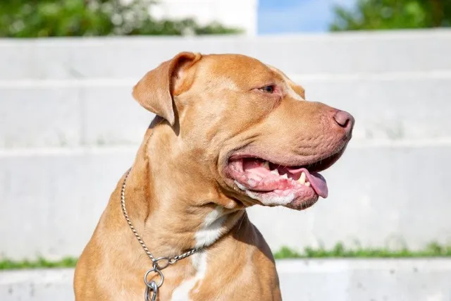 Pitbull Mastiff Mix Dog Breed Guide: Info, Pictures, Traits & Care