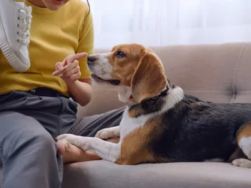 How to Stop a Dog From Chewing: 8 Vet-Approved Tips