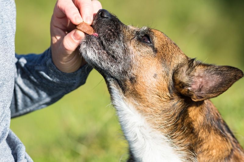 giving treat to a dog