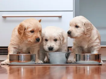 9 Best Puppy Foods for Sensitive Stomachs 2026 - Reviews & Top Picks