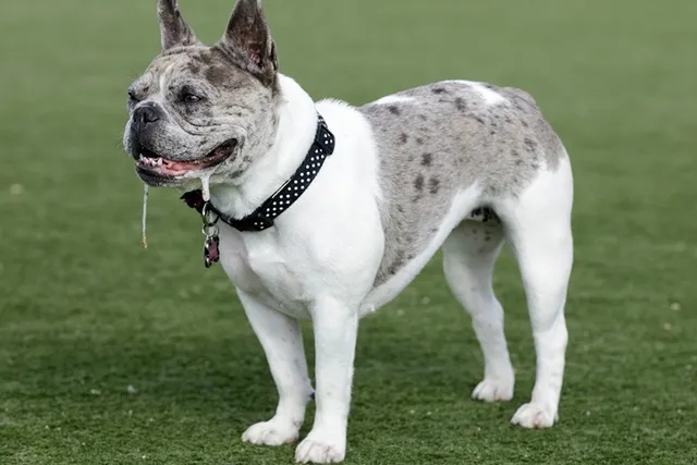 Why Is My Dog Drooling So Much? 12 Vet Reviewed Reasons & Care Tips