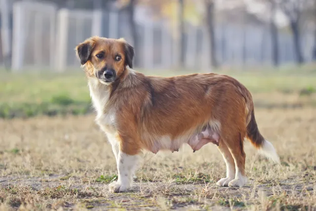 9 Vet-Reviewed Facts About Dog Nipples (Anatomy, Pregnancy, Health & More)