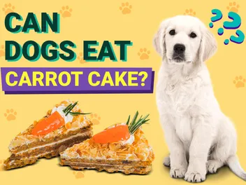 Can Dogs Eat Carrot Cake? Vet-Reviewed Facts & Safe Recipes