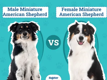 Male vs. Female Miniature American Shepherds: The Differences (With Pictures)