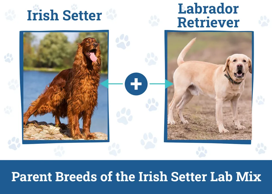 Parent Breeds of the Irish Setter Lab Mix