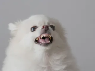 Why Is My Dog Becoming Aggressive? 10 Vet-Verified Reasons Explained
