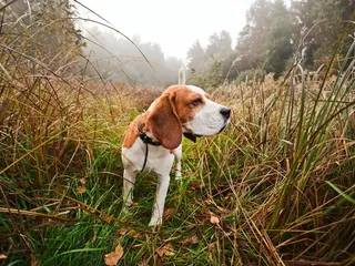 10 Hunting Dog Breeds That Don't Shed (With Info & Pictures)