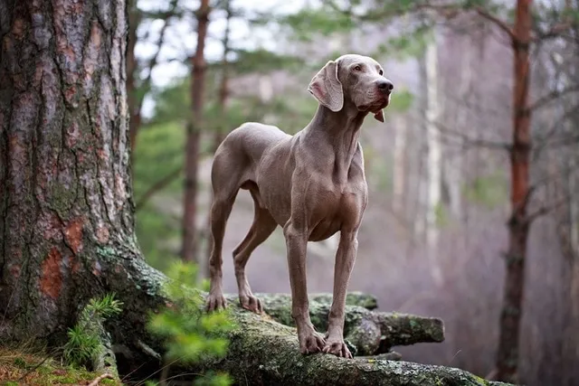 Are Weimaraners Aggressive? Facts & FAQ