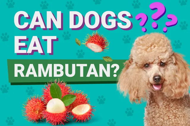 Can Dogs Eat Rambutan? Vet-Verified Safety Facts
