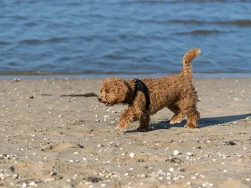 Do Maltipoos like Water? How to Help Them Enjoy The Water
