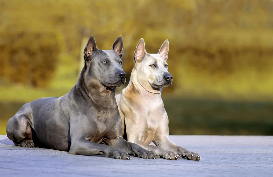 Two Thai Ridgeback dogs