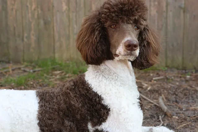 12 Curly-Haired Dog Breeds: Info, Pictures, Facts & History