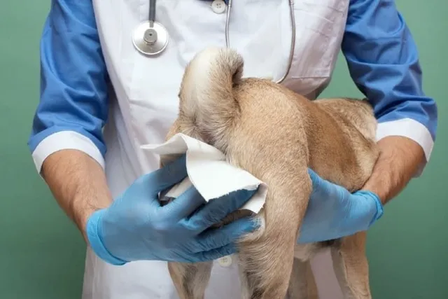 How to Know if Your Dog Needs Their Anal Glands Expressed: 8 Vet-Approved Signs