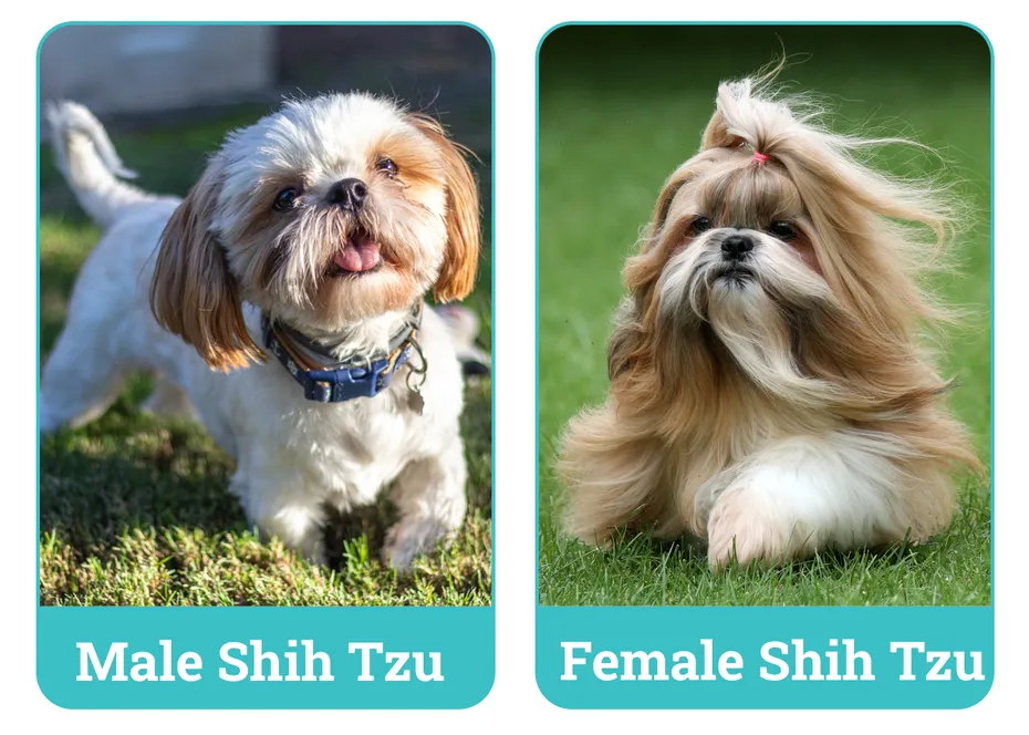Male vs Female Shih Tzus