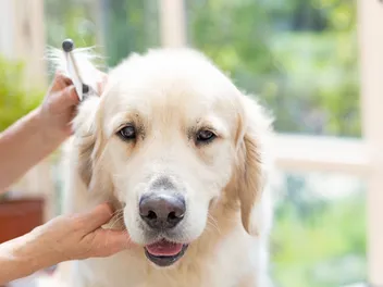 How to Groom A Golden Retriever: 12 Vet-Reviewed Tips & FAQ