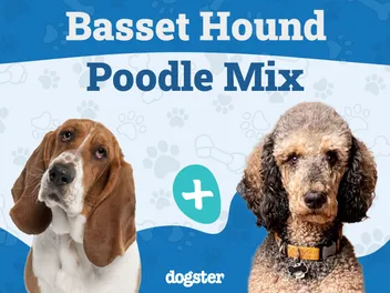 Bassetoodle (Basset Hound & Poodle Mix): Info, Pictures & Care