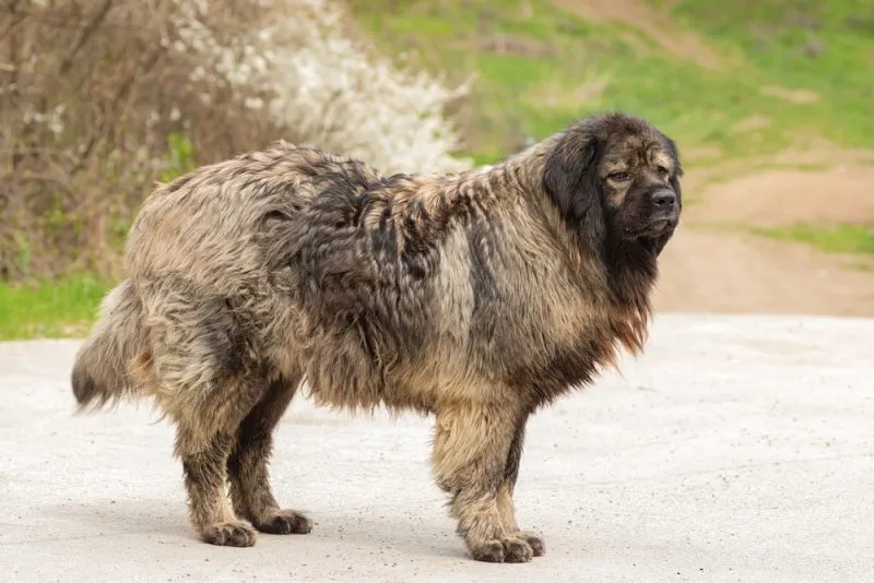 Caucasian Shepherd dog standing outdoor