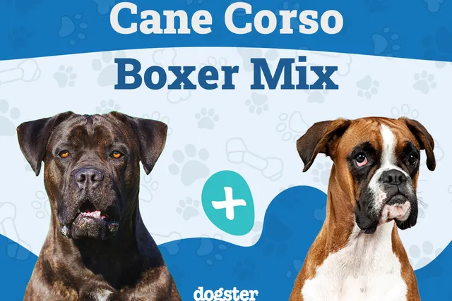 Cane Corxer Mixed Dog Breed: Info, Pictures, Care & More