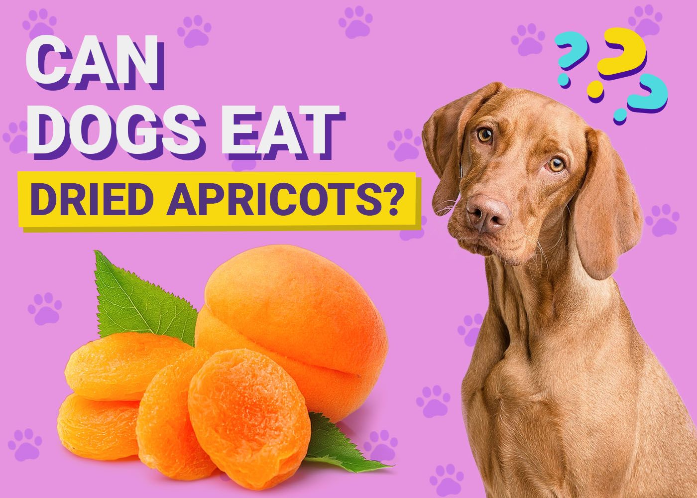 Dogster-Can-Dogs-Eat-Dried Apricot