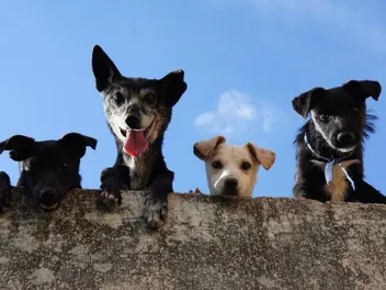 Top 10 Most Popular Dog Breeds in India in 2026 (With Info & Pictures)