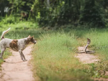 What Animals Attack Dogs? 10 Predators to Watch For