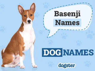 100 Popular & Unique Basenji Names: Ideas for Friendly & Energetic Dogs