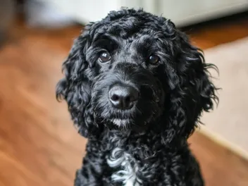 Black Toy Poodle: Info, Pictures, Origin & History