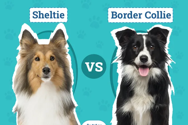 Sheltie vs Border Collie: Key Differences (With Pictures)