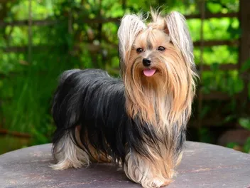 How Much Does a Yorkshire Terrier Cost? 2026 Price Guide