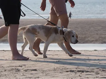 Top 4 Dog Friendly Beaches Near Marco Island, FL: Off-Leash & On-Leash Places to Go
