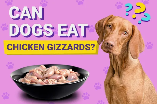 Can Dogs Eat Chicken Gizzards? Vet-Verified Facts & FAQ