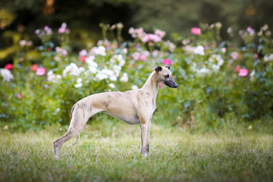 whippet dog standing in the garden