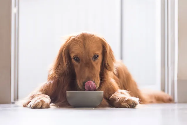 Bug-Based Dog Food: Safe, Healthy, or Just Weird?