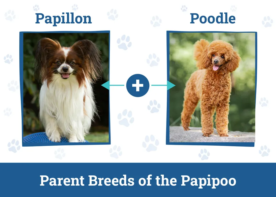 Parent Breeds of the Papipoo