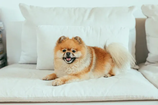 Can a Pomeranian Be Left Alone at Home? Important Factors & Tips