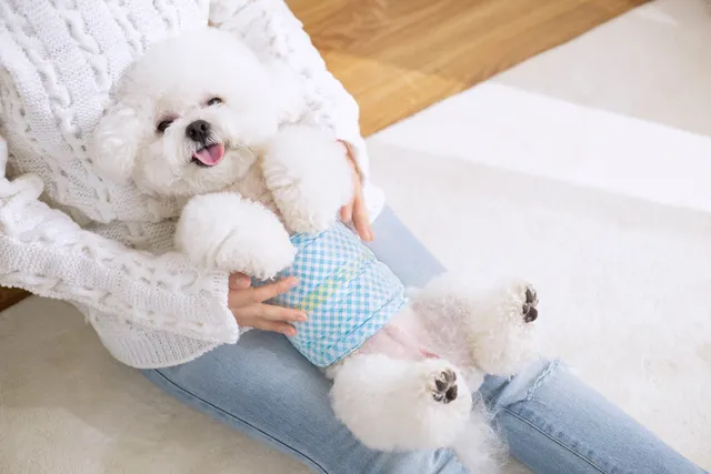 What Is a Belly Band for Dogs? Uses & DIY Options