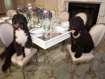 What Breed of Dogs Were Bo & Sunny? Famous Pup Facts