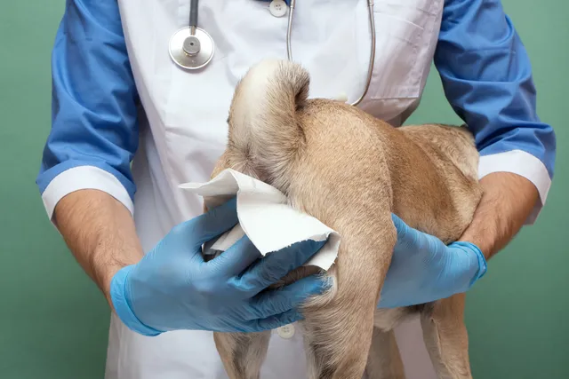 How to Remove Hard Poop From Dog Anus? Our Vet Explains the 4 Tips to Help