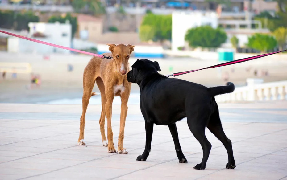 First meeting or introduction between two dogs