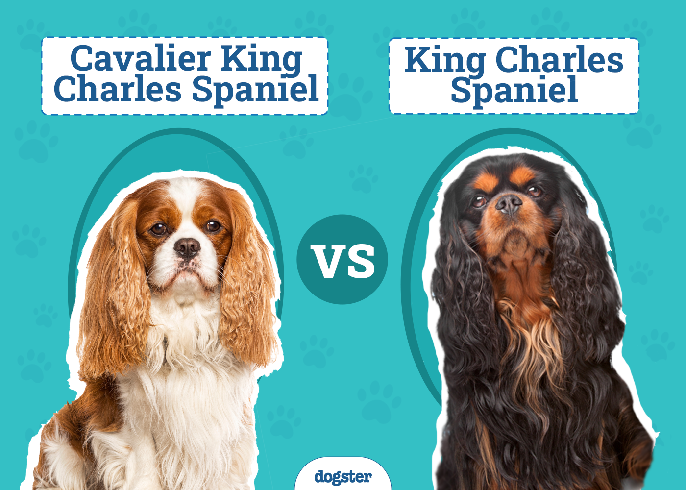 Cavalier King Charles Spaniel vs. King Charles Spaniel: The Differences (With Pictures)
