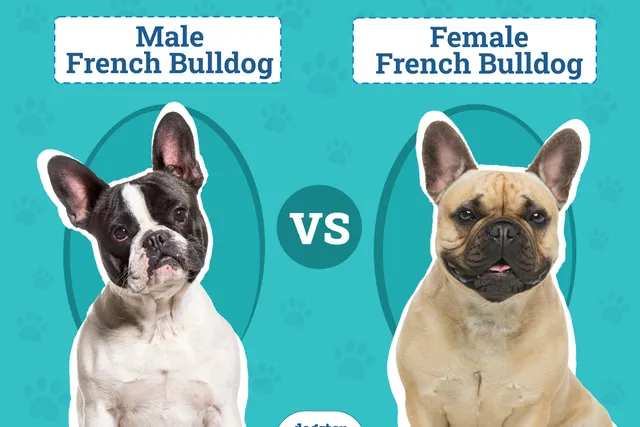 Male vs Female French Bulldog: The Key Differences (With Pictures)